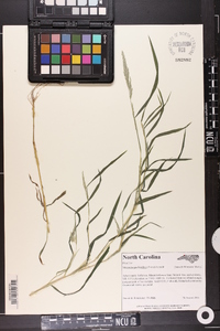 Muhlenbergia frondosa image