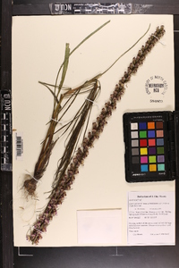 Liatris spicata var. resinosa image
