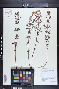 Rhexia lutea image