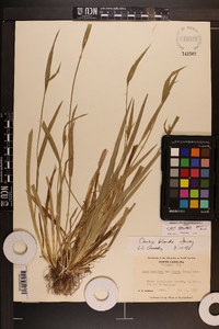 Carex kraliana image