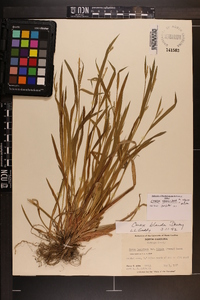 Carex kraliana image