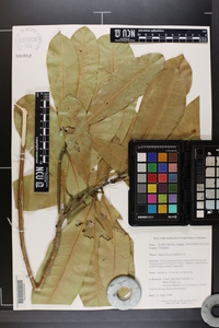 Magnolia grandiflora image