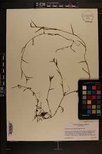 Murdannia keisak image