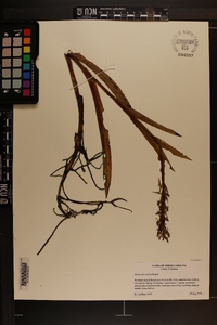 Habenaria repens image