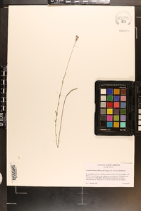 Linum floridanum var. chrysocarpum image