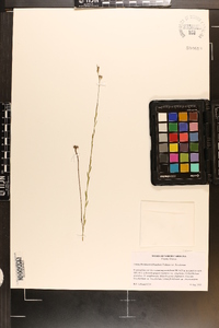 Linum floridanum var. floridanum image