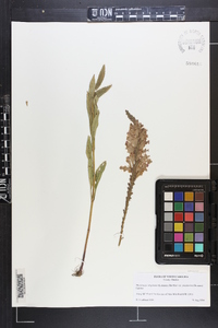 Physostegia virginiana subsp. praemorsa image