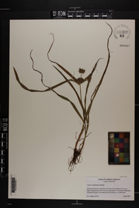 Cyperus engelmannii image