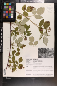 Rubus occidentalis image