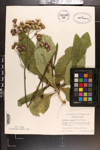 Vernonia acaulis image