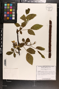 Rubus pensilvanicus image