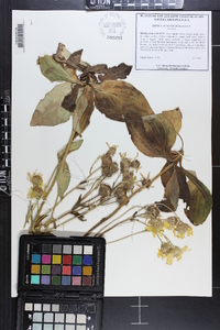 Arnica acaulis image