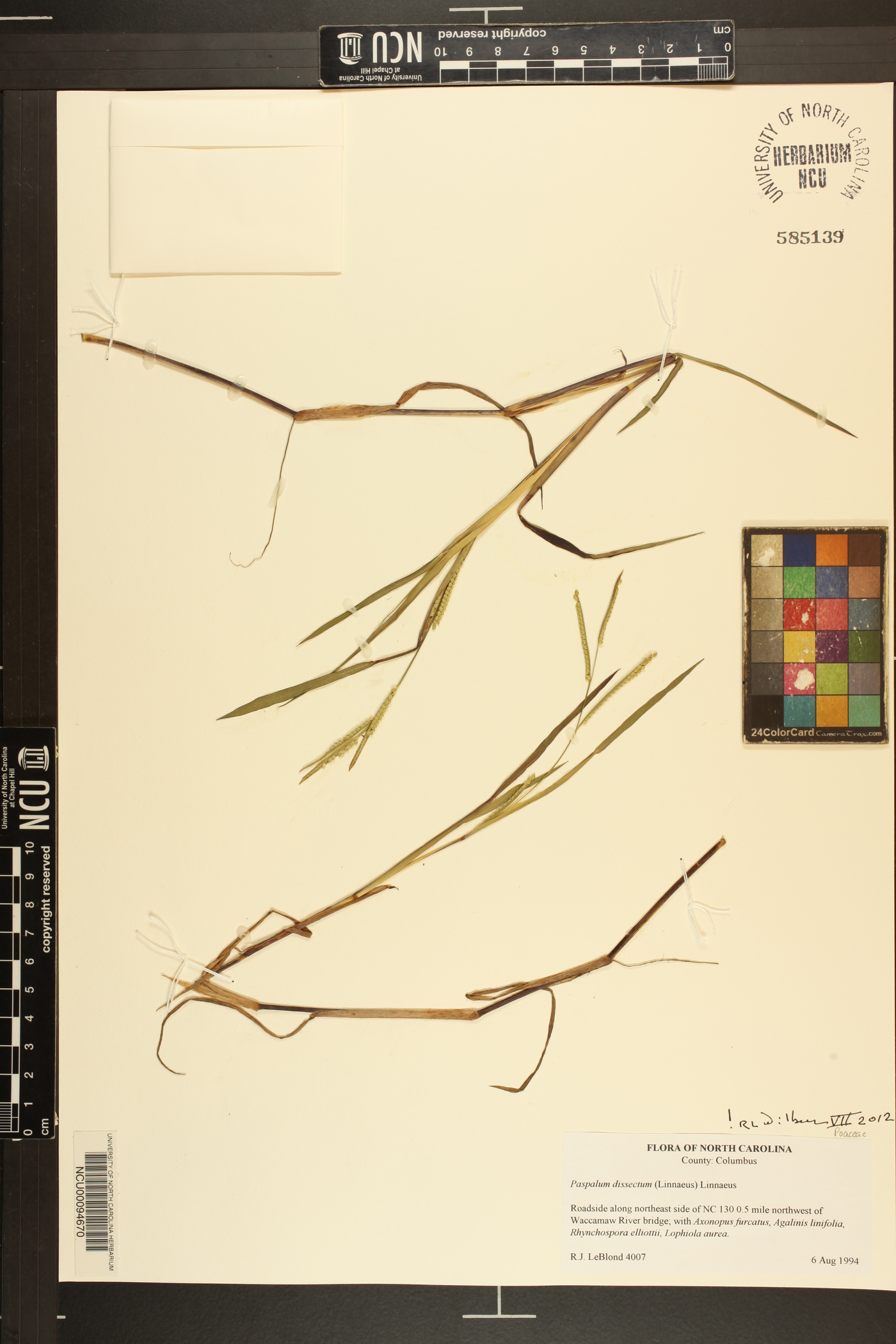 Paspalum dissectum image