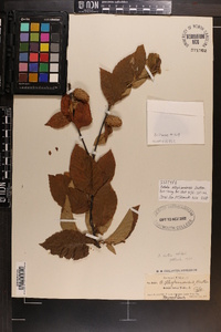 Betula alleghaniensis image