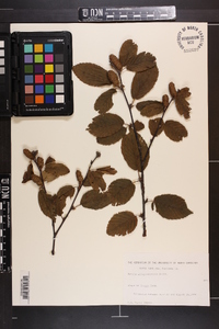 Betula alleghaniensis image