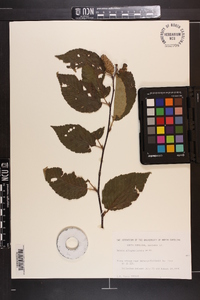 Betula alleghaniensis image