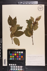 Betula alleghaniensis image