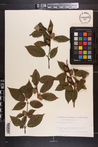 Betula alleghaniensis image