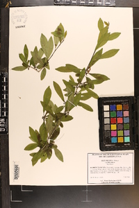 Ilex decidua var. decidua image