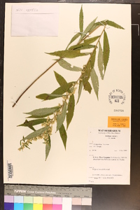 Solidago caesia var. caesia image