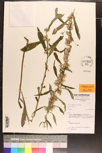 Solidago curtisii image