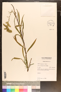 Solidago pinetorum image