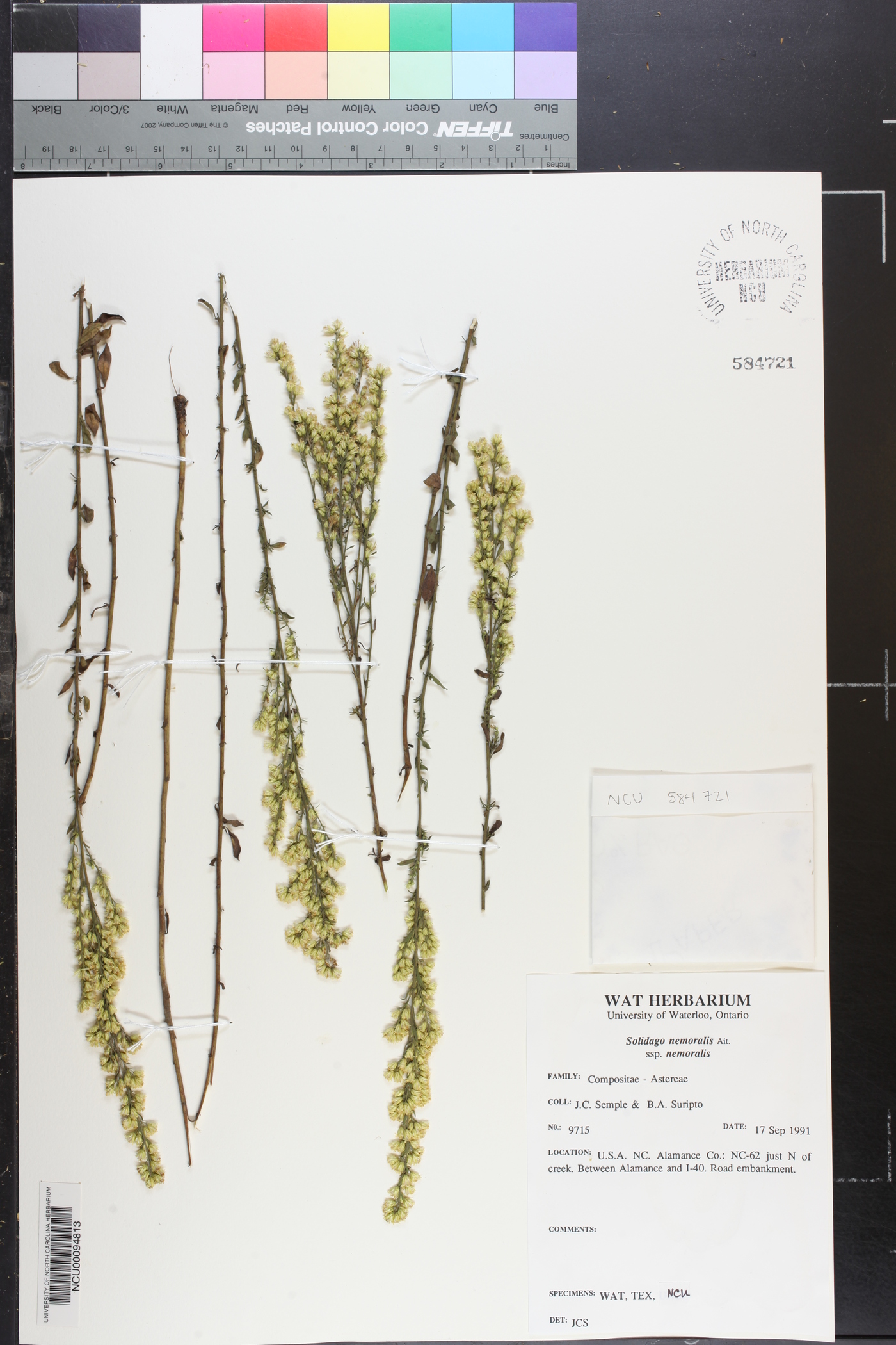 Solidago nemoralis subsp. nemoralis image