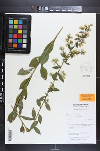 Solidago villosicarpa image