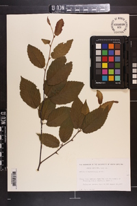 Betula alleghaniensis image