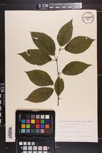 Betula alleghaniensis image