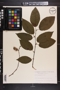 Betula alleghaniensis image