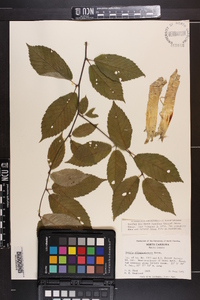 Betula alleghaniensis image