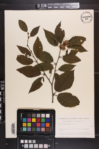 Betula alleghaniensis image