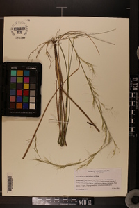 Aristida lanosa image