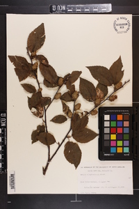 Betula alleghaniensis image