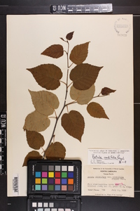 Betula cordifolia image