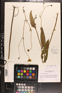 Coreopsis palustris image