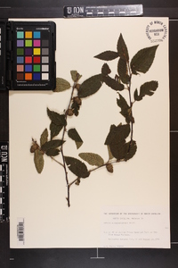 Betula alleghaniensis image