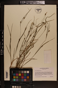 Carex planispicata image