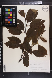 Betula alleghaniensis image