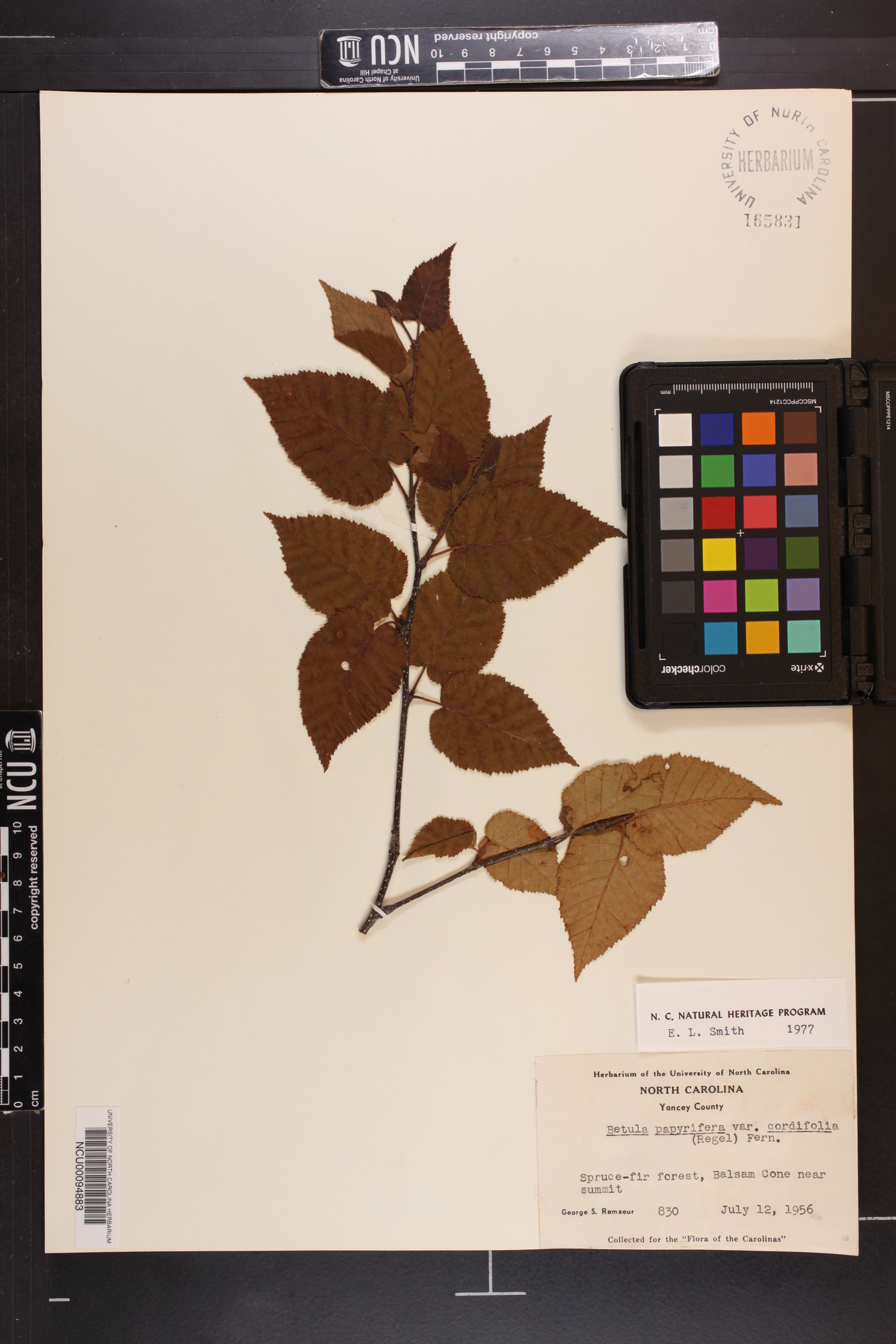 Betula cordifolia image