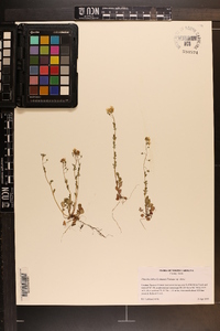 Phacelia dubia var. dubia image