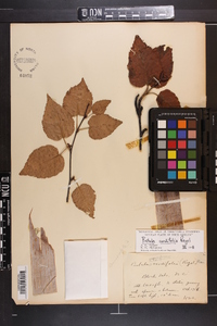 Betula cordifolia image