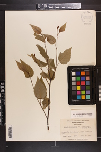 Betula cordifolia image