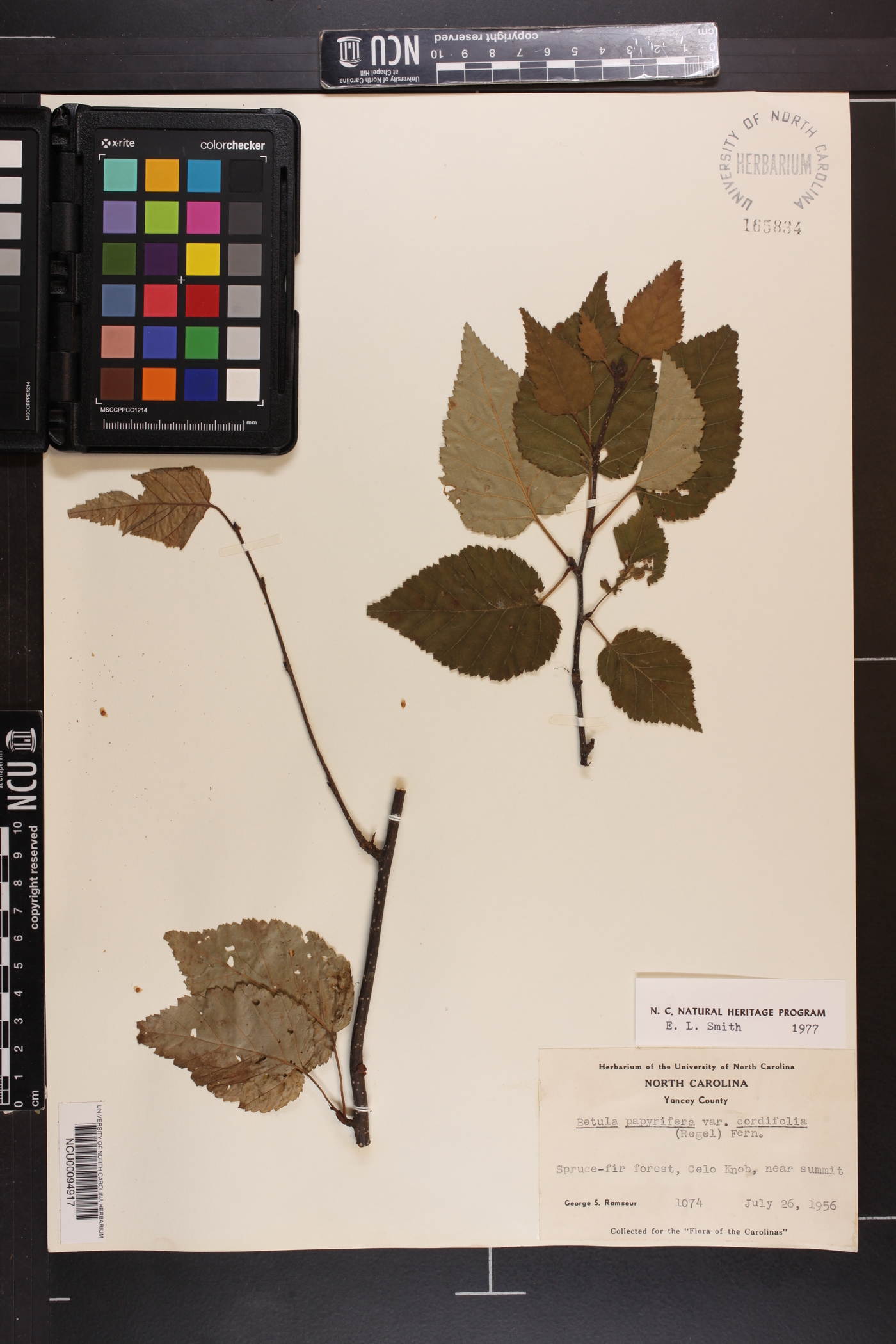 Betula cordifolia image