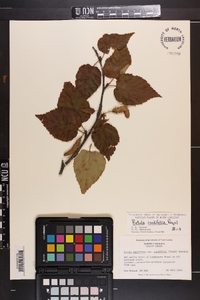 Betula cordifolia image