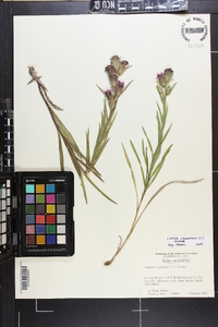 Liatris squarrosa image