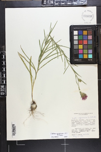 Liatris squarrosa image