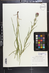 Liatris squarrosa image