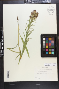 Liatris squarrosa image